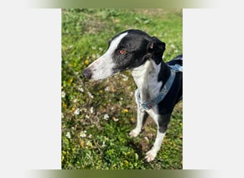 Kira (LR) eine freundliche und sanfte Hündin