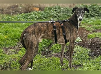 Koda (LR) wunderschöner, verschmuster und freundlicher Bube