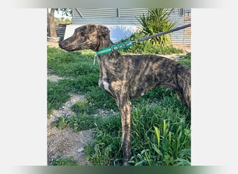 Boli (TO) einfach ein toller junger Hund