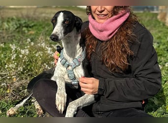 Kira (LR) eine freundliche und sanfte Hündin