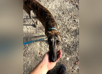 Pastora(TO) wunderschöne Hundedame