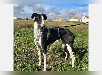 Kira (LR) eine freundliche und sanfte Hündin