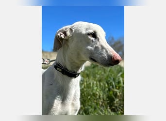 Ghost (LR) liebt Streicheleinheiten und Aufmerksamkeit
