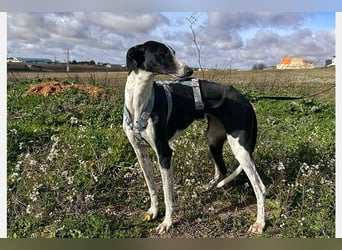 Kira (LR) eine freundliche und sanfte Hündin