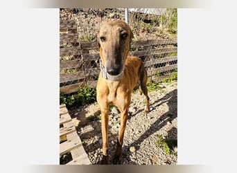 Cora (JA) eine liebenswerte und sanfte Hundedame