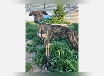 Boli (TO) einfach ein toller junger Hund