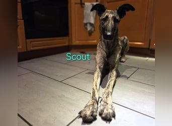 Scout geb. 12/2023 (in Deutschland) - wunderschöner, feinfühliger Galgo-Mix!