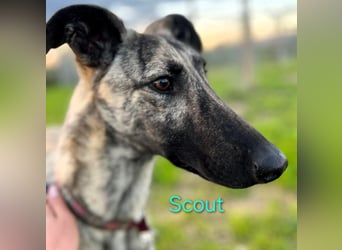 Scout geb. 12/2023 (in Deutschland) - wunderschöner, feinfühliger Galgo-Mix!