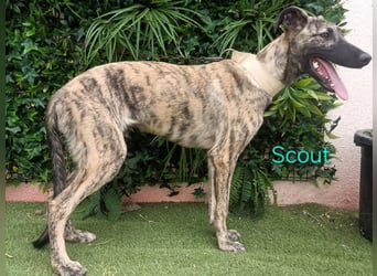 Scout geb. 12/2023 (in Deutschland) - wunderschöner, feinfühliger Galgo-Mix!