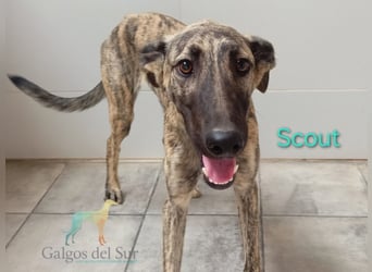 Scout geb. 12/2023 (in Deutschland) - wunderschöner, feinfühliger Galgo-Mix!