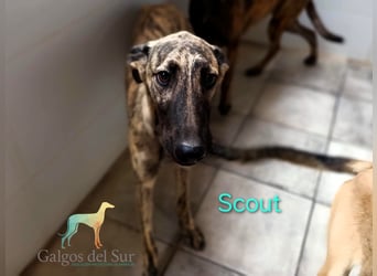 Scout geb. 12/2023 (in Deutschland) - wunderschöner, feinfühliger Galgo-Mix!