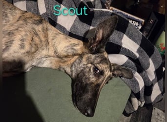 Scout geb. 12/2023 (in Deutschland) - wunderschöner, feinfühliger Galgo-Mix!