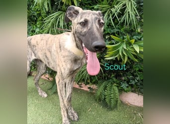 Scout geb. 12/2023 (in Deutschland) - wunderschöner, feinfühliger Galgo-Mix!