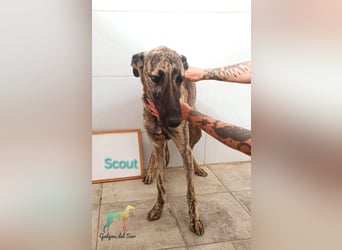 Scout geb. 12/2023 (in Deutschland) - wunderschöner, feinfühliger Galgo-Mix!