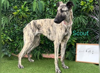 Scout geb. 12/2023 (in Deutschland) - wunderschöner, feinfühliger Galgo-Mix!