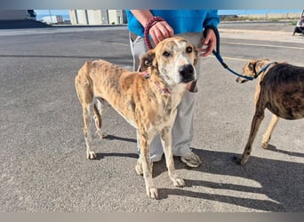 TURBO ❤️ Galgo-Mastín-Mix