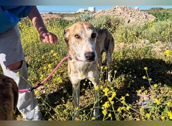 TURBO ❤️ Galgo-Mastín-Mix