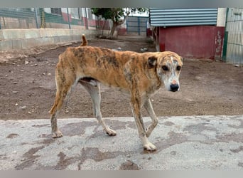 TURBO ❤️ Galgo-Mastín-Mix