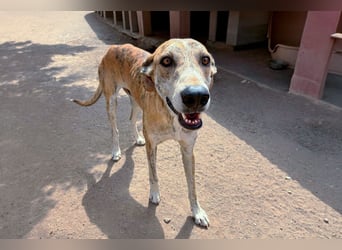 TURBO ❤️ Galgo-Mastín-Mix
