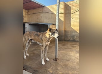 TURBO ❤️ Galgo-Mastín-Mix