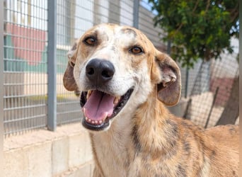 TURBO ❤️ Galgo-Mastín-Mix