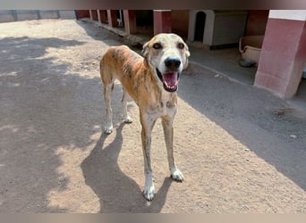 TURBO ❤️ Galgo-Mastín-Mix