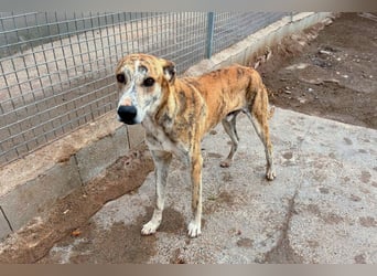 TURBO ❤️ Galgo-Mastín-Mix