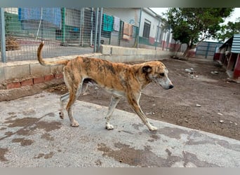 TURBO ❤️ Galgo-Mastín-Mix
