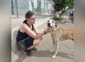 TURBO ❤️ Galgo-Mastín-Mix