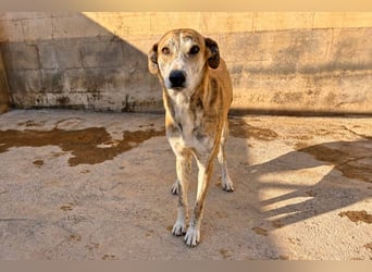 TURBO ❤️ Galgo-Mastín-Mix