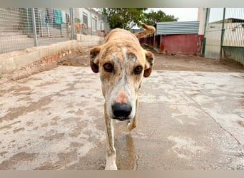 TURBO ❤️ Galgo-Mastín-Mix