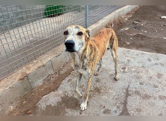 TURBO ❤️ Galgo-Mastín-Mix
