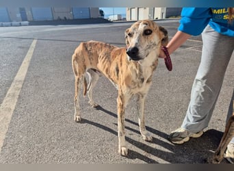 TURBO ❤️ Galgo-Mastín-Mix