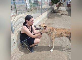 TURBO ❤️ Galgo-Mastín-Mix
