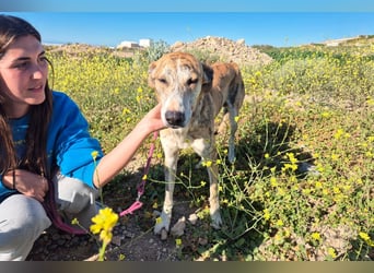 TURBO ❤️ Galgo-Mastín-Mix