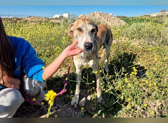 TURBO ❤️ Galgo-Mastín-Mix