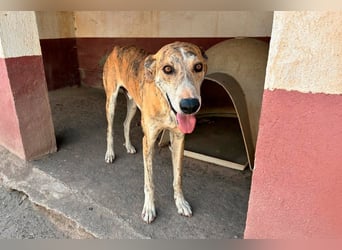 TURBO ❤️ Galgo-Mastín-Mix