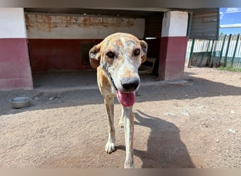 TURBO ❤️ Galgo-Mastín-Mix