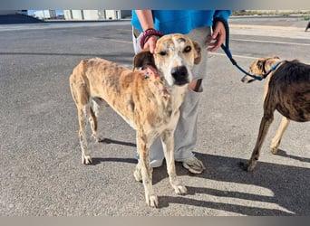 TURBO ❤️ Galgo-Mastín-Mix