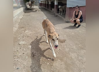 TURBO ❤️ Galgo-Mastín-Mix