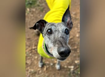 Vaiana *Gnadenplatz gesucht*