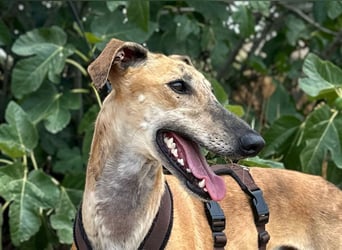 Vera