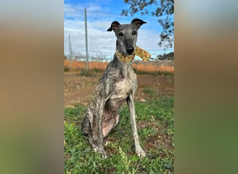 Vaiana *Gnadenplatz gesucht*