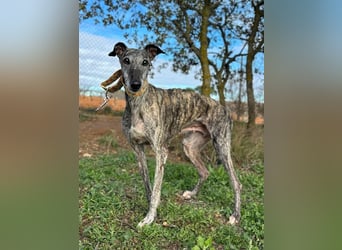 Vaiana *Gnadenplatz gesucht*