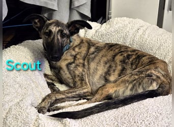 Scout geb. 12/2023 (in Deutschland) - wunderschöner, kluger und sportlicher Galgo-Mix!