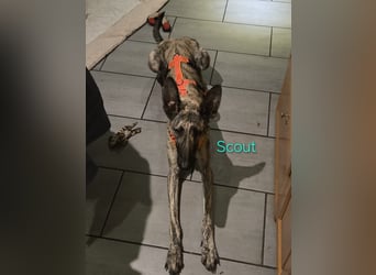Scout geb. 12/2023 (in Deutschland) - wunderschöner, kluger und sportlicher Galgo-Mix!