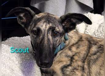 Scout geb. 12/2023 (in Deutschland) - wunderschöner, kluger und sportlicher Galgo-Mix!