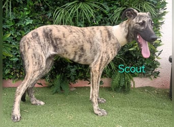 Scout geb. 12/2023 (in Deutschland) - wunderschöner, kluger und sportlicher Galgo-Mix!