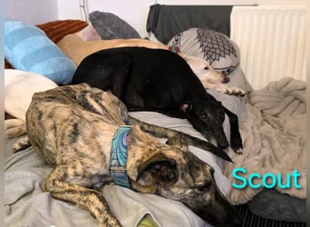 Scout geb. 12/2023 (in Deutschland) - wunderschöner, kluger und sportlicher Galgo-Mix!