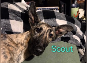 Scout geb. 12/2023 (in Deutschland) - wunderschöner, kluger und sportlicher Galgo-Mix!